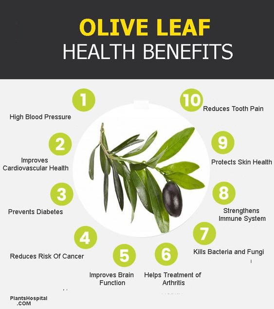 Olive Oil Uses For Leaf