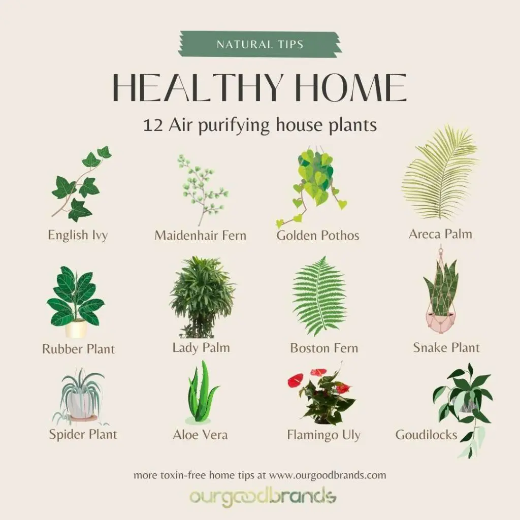 IndoorFriendly Plants to Improve the Air Quality in Your Home